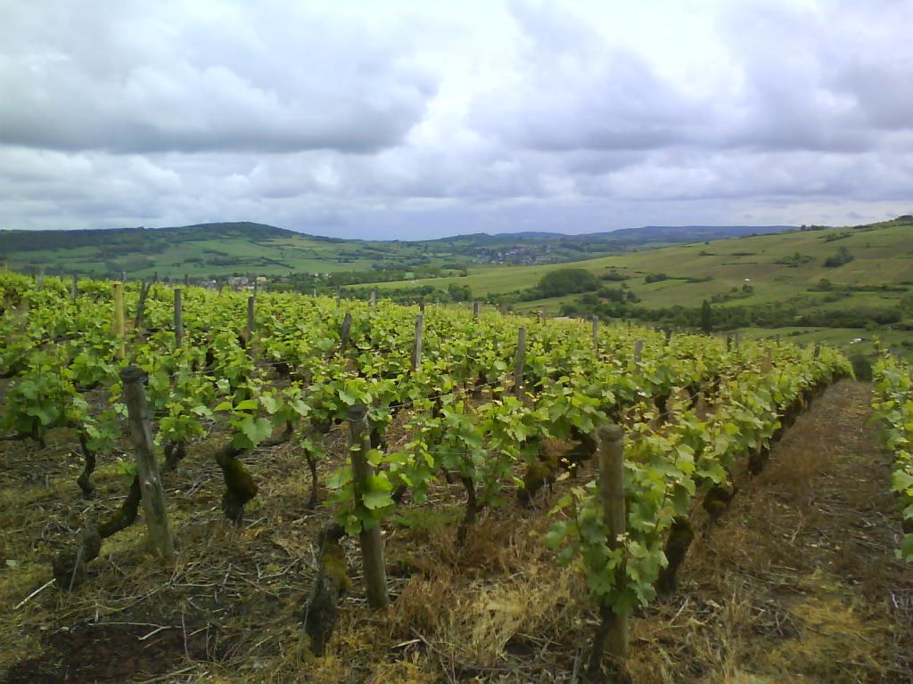 Loire Valley Vineyard
