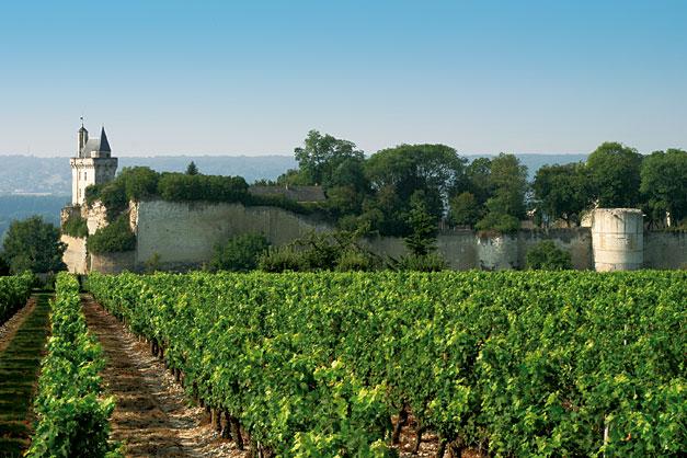 Vineyard of Chinon near by Bourgueil